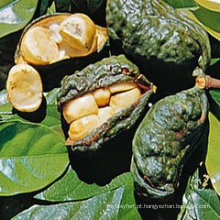 Perda de peso Kola Nut Extract 10: 1
